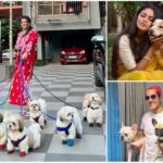 On National Pet day- Celebs laud new law that offers protection to animal caregivers feeding strays, taking care of them